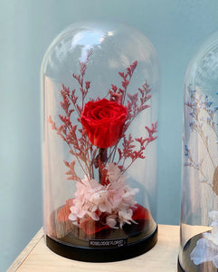 Red Preserved Rose in Bell Jar